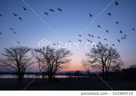 Magenta dancing in the morning glow 102969519