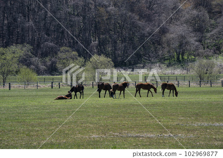 純種農場 102969877