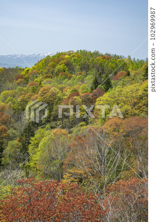 Autumn leaves shining in early spring 102969987