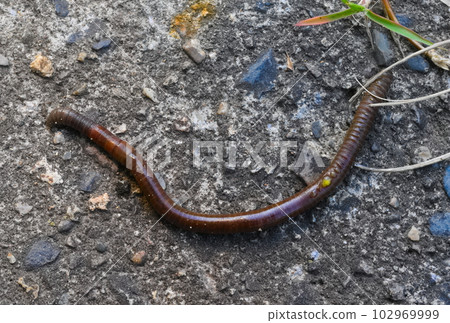 蚯蚓排出黃色體液 102969999