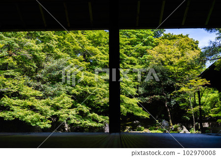 京都府京都市初夏蓮華寺綠楓園 102970008