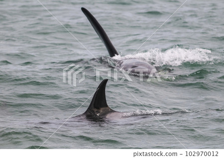 Killer whale hunting sea lions,Peninsula Valdes, Patagonia Argentina Killer whale hunting sea lions,Peninsula Valdes, Patagonia Argentina 102970012