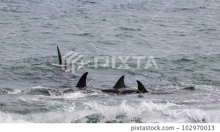 Killer whale hunting sea lions,Peninsula Valdes, Patagonia Argentina 102970013