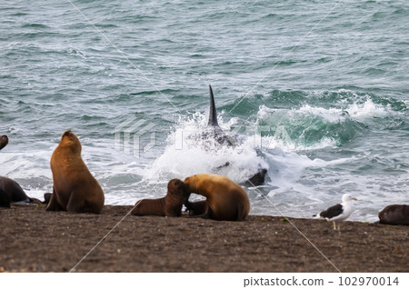 Killer whale hunting sea lions,Peninsula Valdes, Patagonia Argentina 102970014