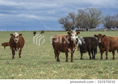 Cattle in pampas countryside, La Pampa, Argentina. 102970016