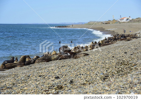 Male Sea Lion , in the coastal colony,Patagonia, Argentina. 102970019