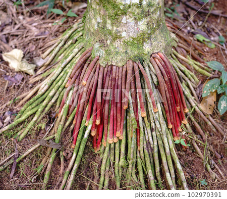 Curious Tree Roots of Wasai, with Bright Green and Red Colors, Medicinal Tree Curious Tree Roots of Wasai, with Bright Green and Red Colors, Medicinal Tree 102970391
