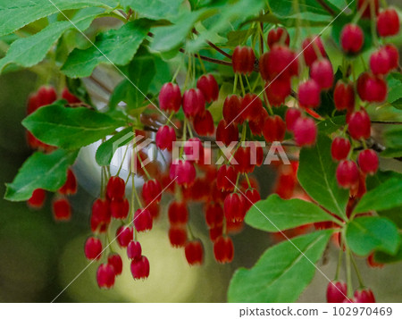 紅玫瑰的紅色花朵 102970469