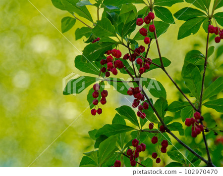紅玫瑰的紅色花朵 紅玫瑰的紅色花朵 102970470