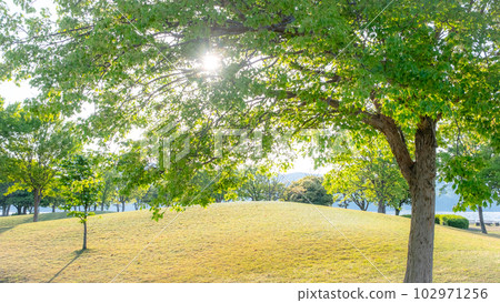 公園的早晨 陽光穿過樹木 清新的綠色生態形象 102971256
