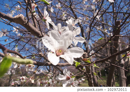 Kobushi flower in full bloom [blue sky background] 102972011