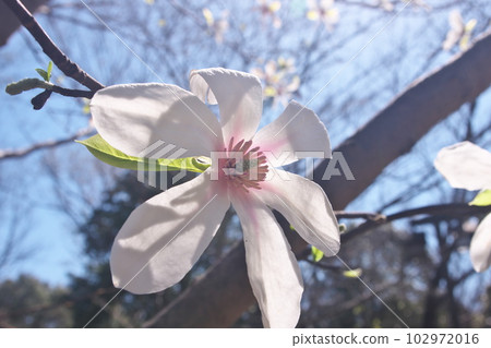 盛開的小節花[半背光] 102972016