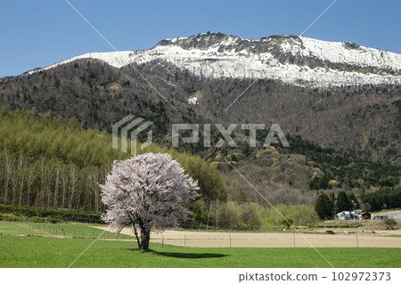 A single cherry tree in full bloom 102972373