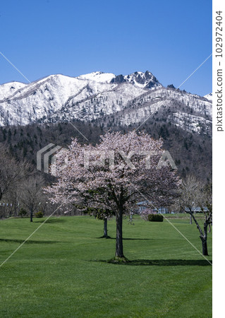 雪山和櫻花 雪山和櫻花 102972404