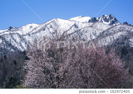 雪山和櫻花 雪山和櫻花 102972405