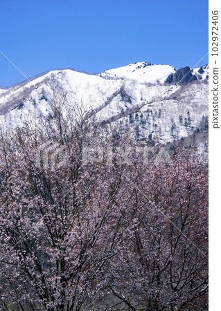 Snowy Mountains and Cherry Blossoms Snowy Mountains and Cherry Blossoms 102972406