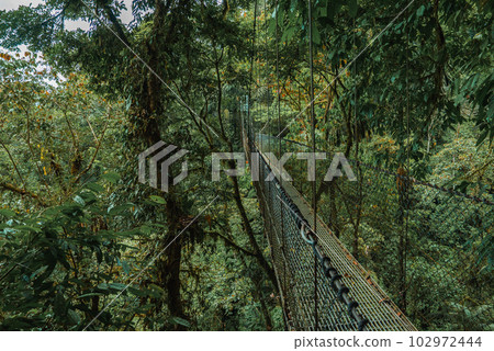 Hanging Bridges in cloud forest Monteverde - Costa Rica. Suspension bridge in tropical rain forest Hanging Bridges in cloud forest Monteverde - Costa Rica. Suspension bridge in tropical rain forest 102972444