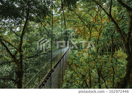 Hanging Bridges in cloud forest Monteverde - Costa Rica. Suspension bridge in tropical rain forest Hanging Bridges in cloud forest Monteverde - Costa Rica. Suspension bridge in tropical rain forest 102972446