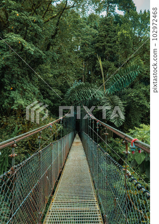 Hanging Bridges in cloud forest Monteverde - Costa Rica. Suspension bridge in tropical rain forest 102972468