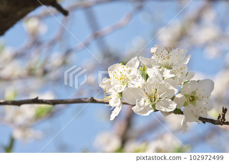 梅花盛開【天空背景】 102972499