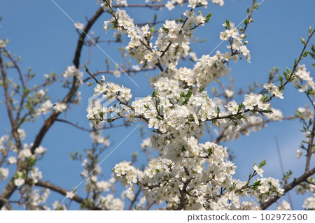 Plum blossoms in full bloom [sky background] 102972500