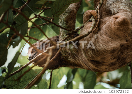 Cute sloth hanging on tree branch. Perfect portrait of wild animal in the Rainforest of Costa Rica scratching the belly, Bradypus variegatus, brown-throated three-toed sloth. Cute sloth hanging on tree branch. Perfect portrait of wild animal in the Rainforest of Costa Rica scratching the belly, Bradypus variegatus, brown-throated three-toed sloth. 102972532