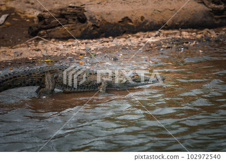 Corcovado National Park, Costa Rica - March, 2023: Landscapes and wildlife in Costa Rica. A closeup photo on a crocodile. 102972540