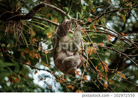 Cute sloth hanging on tree branch. Perfect portrait of wild animal in the Rainforest of Costa Rica scratching the belly, Bradypus variegatus, brown-throated three-toed sloth. 102972550