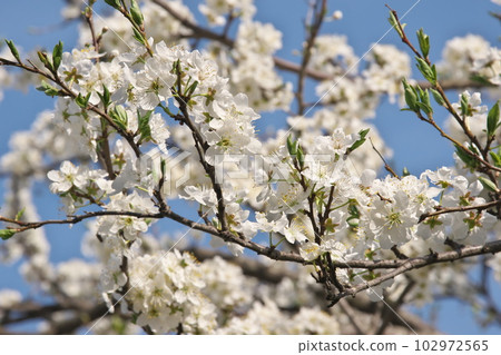 梅花盛開【天空背景】 102972565