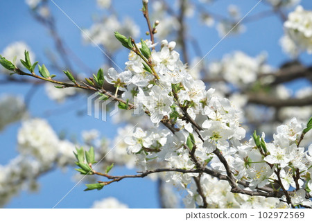 梅花盛開【天空背景】 102972569
