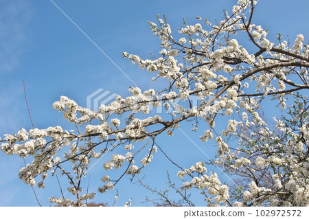 梅花盛開【天空背景】 102972572