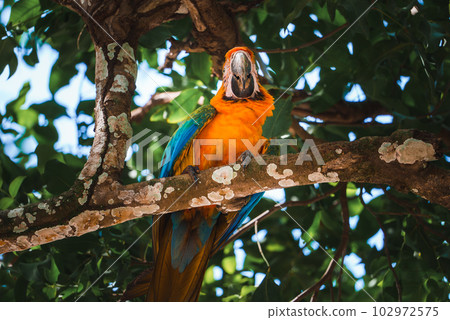 Red parrot Scarlet Macaw, Ara macao, bird sitting on the pal tree trunk, Panama. Wildlife scene from tropical forest. Beautiful parrot on green tree in nature habitat. Red parrot Scarlet Macaw, Ara macao, bird sitting on the pal tree trunk, Panama. Wildlife scene from tropical forest. Beautiful parrot on green tree in nature habitat. 102972575