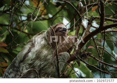 Cute sloth hanging on tree branch. Perfect portrait of wild animal in the Rainforest of Costa Rica scratching the belly, Bradypus variegatus, brown-throated three-toed sloth. Cute sloth hanging on tree branch. Perfect portrait of wild animal in the Rainforest of Costa Rica scratching the belly, Bradypus variegatus, brown-throated three-toed sloth. 102972577