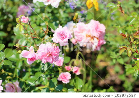 Rose flowers Bonica 82 Rose flowers Bonica 82 102972587