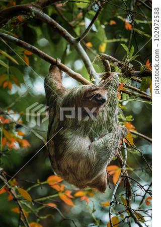 Cute sloth hanging on tree branch. Perfect portrait of wild animal in the Rainforest of Costa Rica scratching the belly, Bradypus variegatus, brown-throated three-toed sloth. Cute sloth hanging on tree branch. Perfect portrait of wild animal in the Rainforest of Costa Rica scratching the belly, Bradypus variegatus, brown-throated three-toed sloth. 102972588