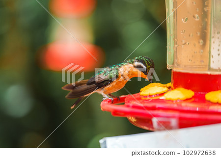 Green Hermit, Phaethornis guy, rare hummingbird from Costa Rica, green bird 102972638