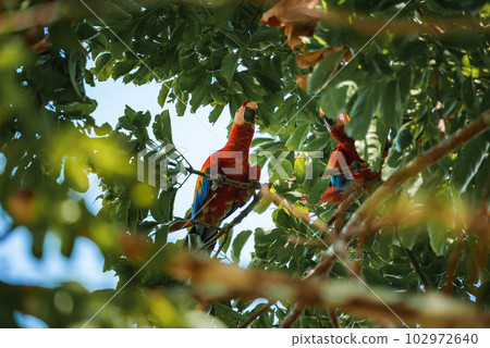 Red parrot Scarlet Macaw, Ara macao, bird sitting on the pal tree trunk, Panama. Wildlife scene from tropical forest. Beautiful parrot on green tree in nature habitat. 102972640