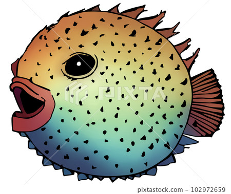Puffer fish _ Porcupinefish 102972659