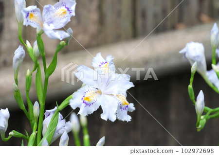 Shaga flowers blooming in early summer [bamboo fence background] 102972698