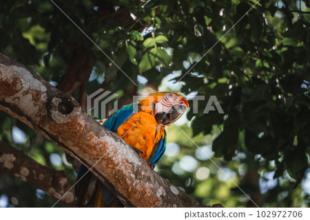 Red parrot Scarlet Macaw, Ara macao, bird sitting on the pal tree trunk, Panama. Wildlife scene from tropical forest. Beautiful parrot on green tree in nature habitat. Red parrot Scarlet Macaw, Ara macao, bird sitting on the pal tree trunk, Panama. Wildlife scene from tropical forest. Beautiful parrot on green tree in nature habitat. 102972706