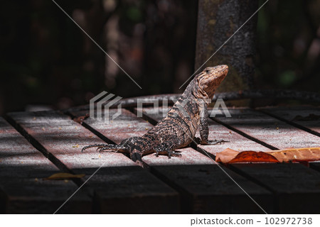 Green iguana on tree in tropical rainforest, Rio Tempisque Guanacaste, Costa Rica wildlife Green iguana on tree in tropical rainforest, Rio Tempisque Guanacaste, Costa Rica wildlife 102972738