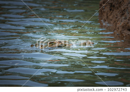 Corcovado National Park, Costa Rica - March, 2023: Landscapes and wildlife in Costa Rica. A closeup photo on a crocodile. 102972743