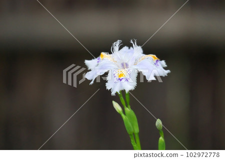 Shaga flowers blooming in early summer [bamboo fence background] 102972778