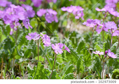 Primula 102973009