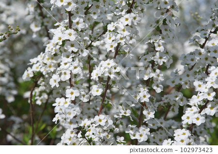 White willow flowers in full bloom in early spring White willow flowers in full bloom in early spring 102973423