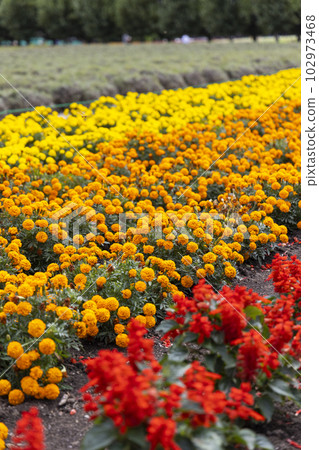 Salvia splendens (Furano, Hokkaido) Salvia splendens (Furano, Hokkaido) 102973468