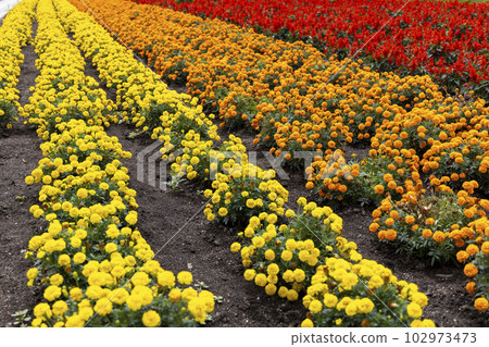 非洲萬壽菊（北海道富良野） 102973473