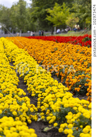 非洲萬壽菊(北海道富良野) 非洲萬壽菊(北海道富良野) 102973474