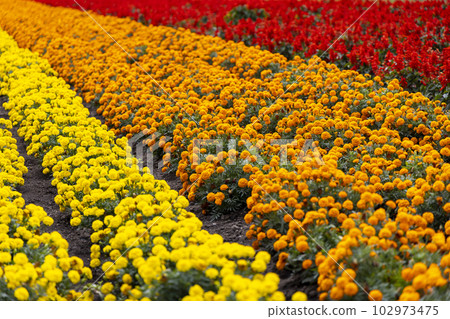 非洲萬壽菊（北海道富良野） 102973475