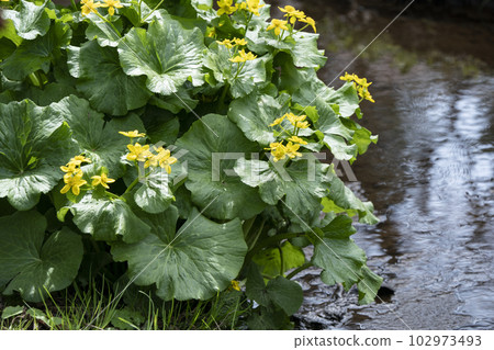 Spring brook Spring brook 102973493